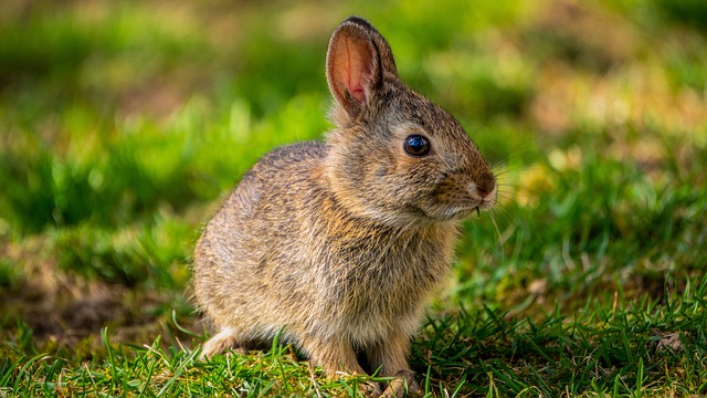 Un conejo